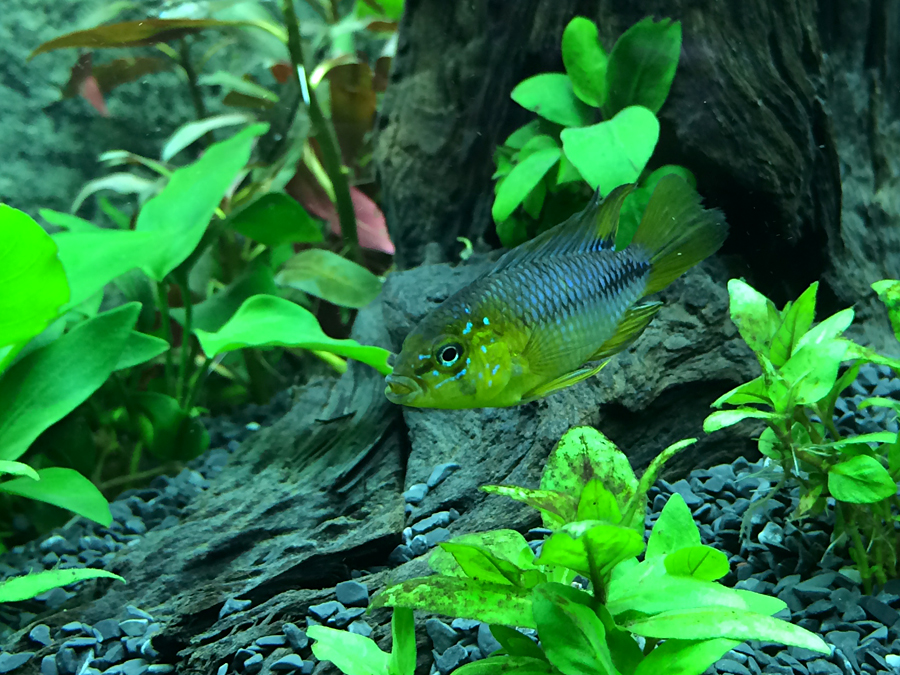 Apistogramma_Borelli_005.jpg