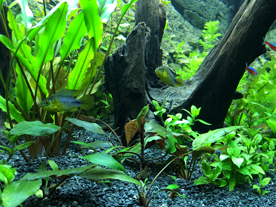 Apistogramma_Borelli_004.jpg