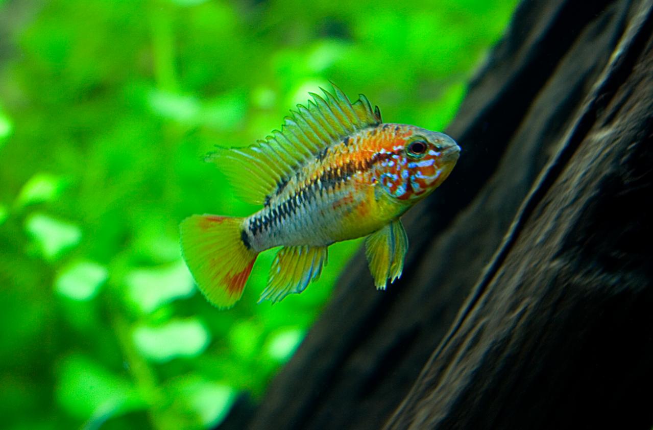 Apistogramma-macmasteri-Red-neck_Jonas-Thornqvist.jpg