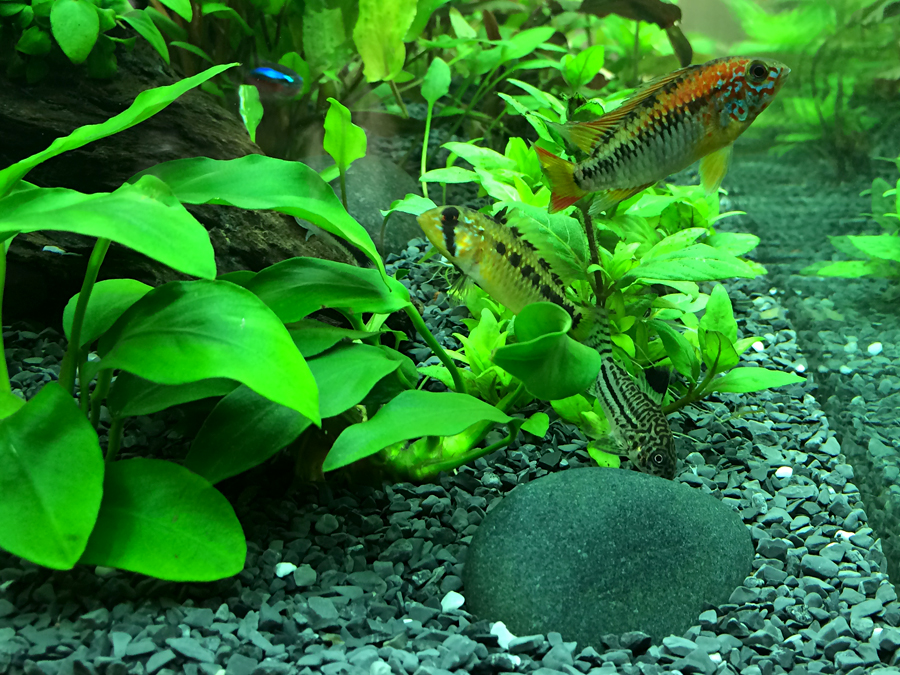 Apistogramma_macmasteri_Red_neck_006_Female.jpg