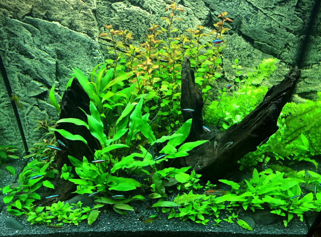 Plant_List_001.jpg