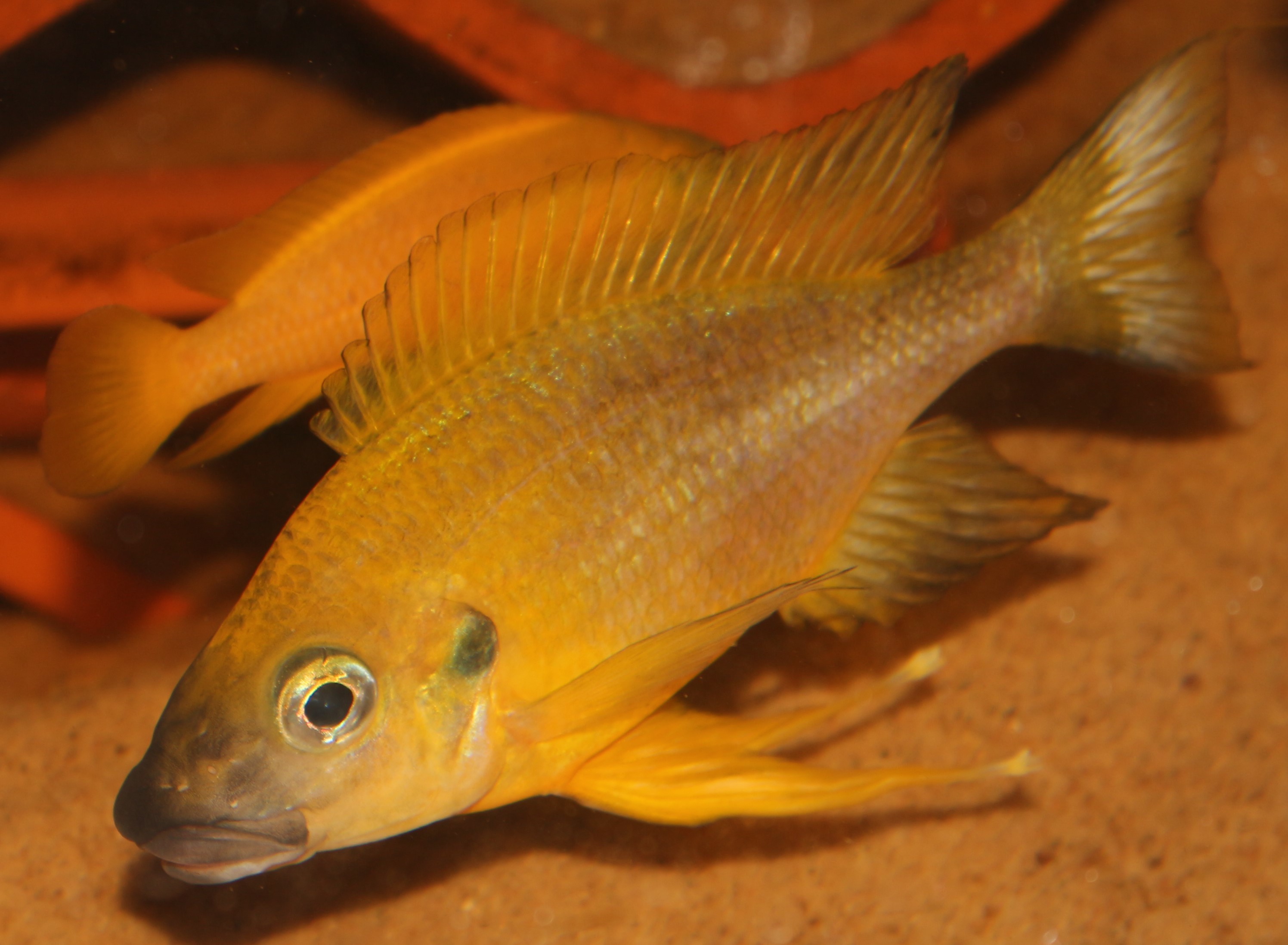 O. nasuta Mukosa.jpg