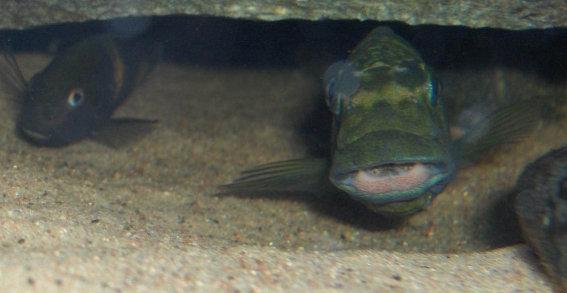 tuggande macrognatus.jpg