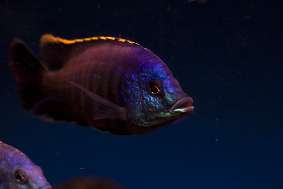 Placidochromis blue otter2.JPG