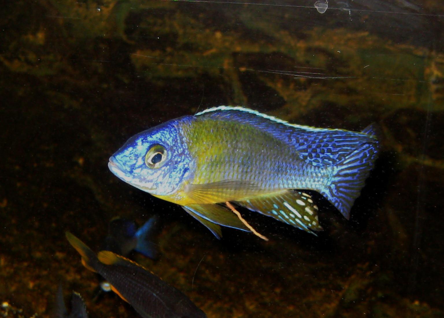 Protomelas sp. steveni imperial Thumbi Tz.jpg