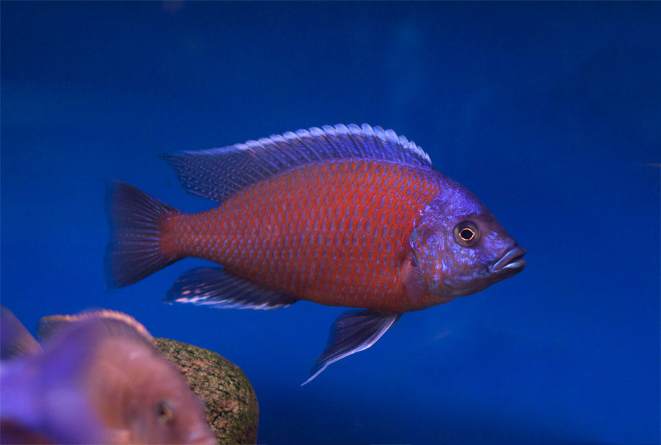 Copadichromis borleyi  red fin kadango. .JPG