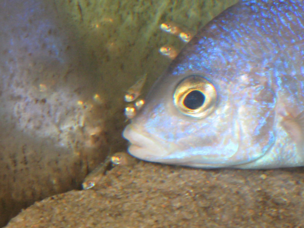 white lips 011.jpg