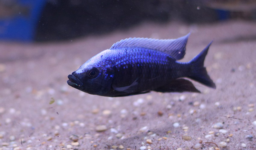 Copadichromis trewavasae, Lupingu1.jpg