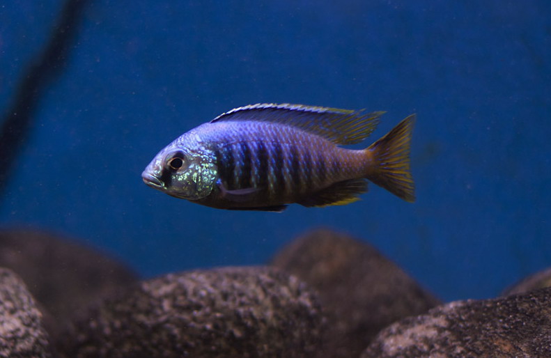 Placidochromis Jalo reef.jpg