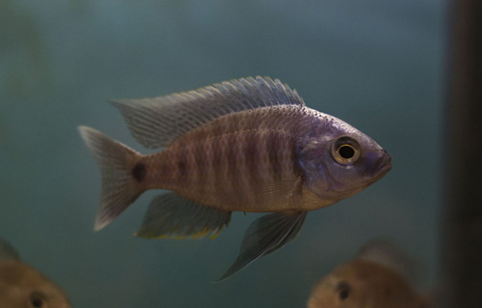 Copadichromis Cyaneus Zimbawe Rocks1.jpg