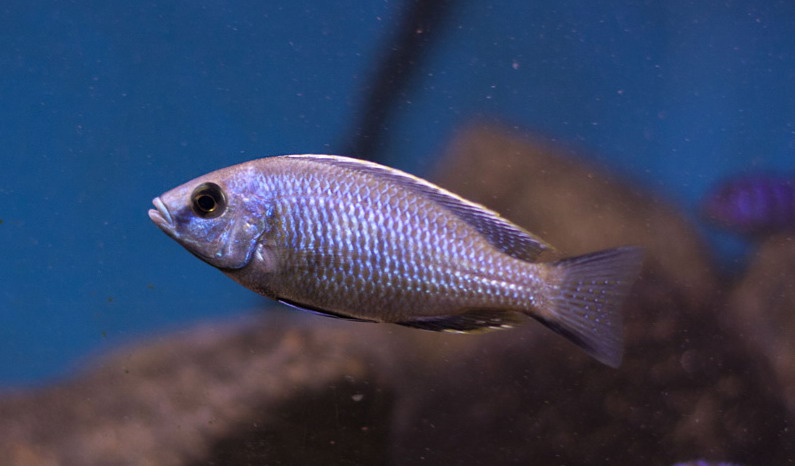 Copadichromis Parvus1.jpg