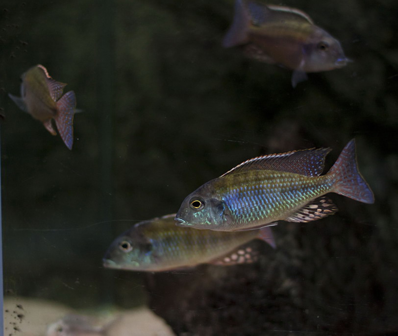 Lethrinops albus-Kande Island2.jpg