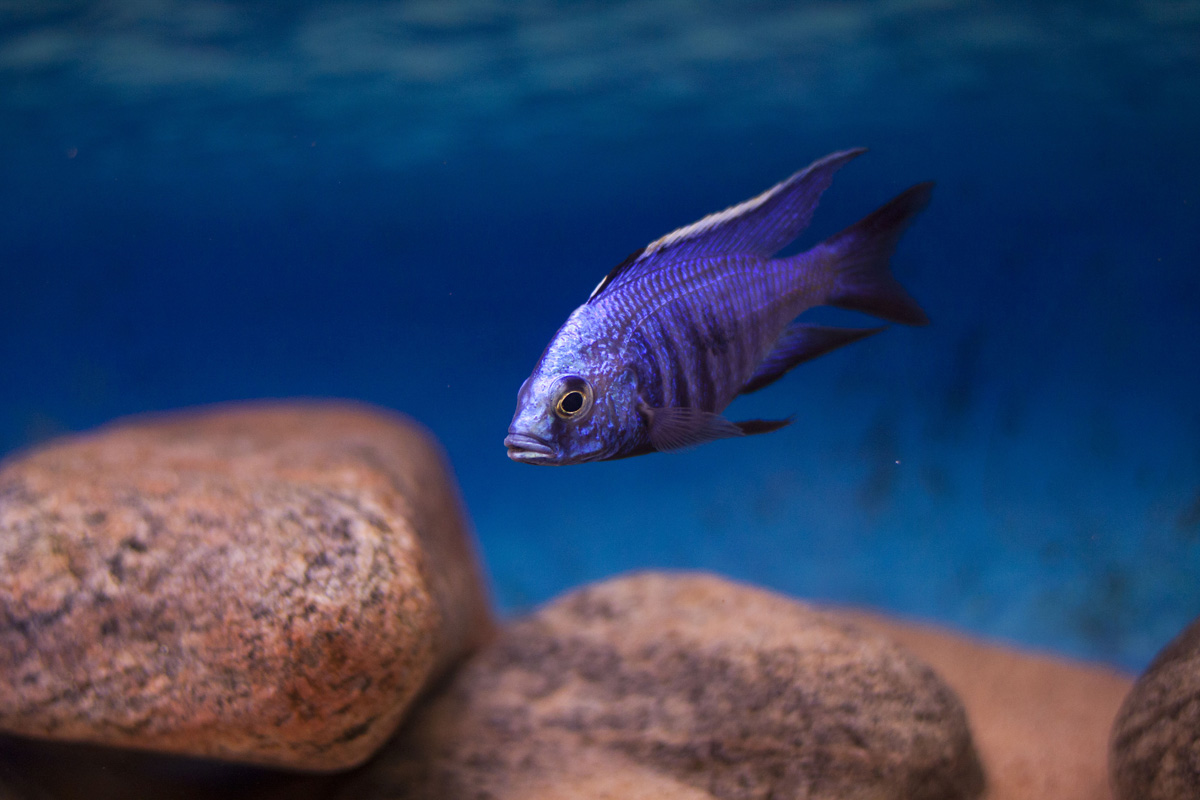 Copadichromis azureus-Mbenji4.jpg