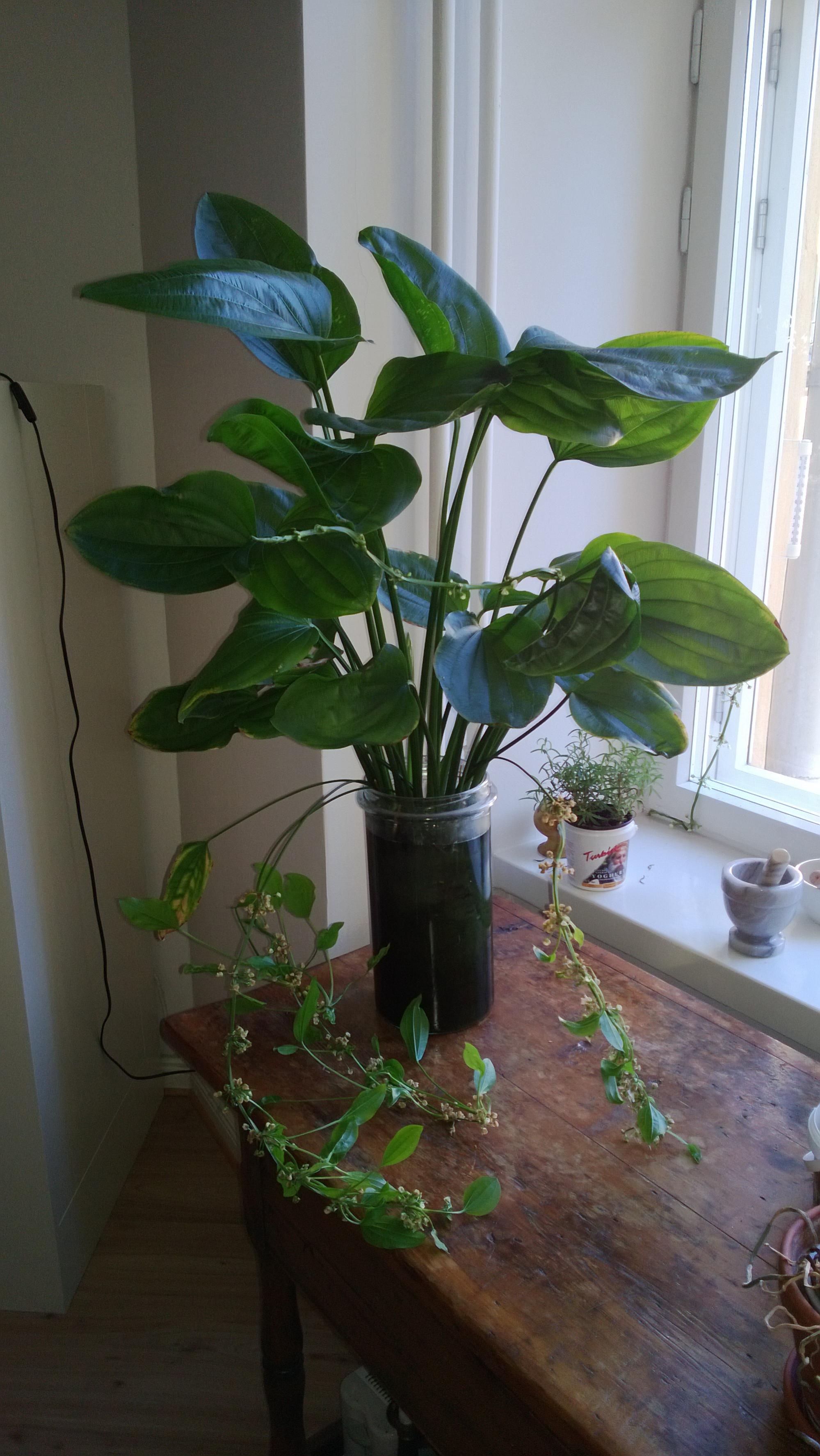 Echinodorus.jpg