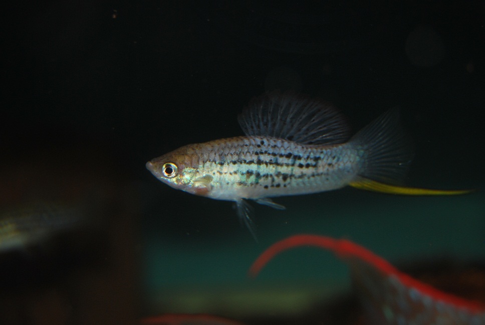 DSC_0896.jpg