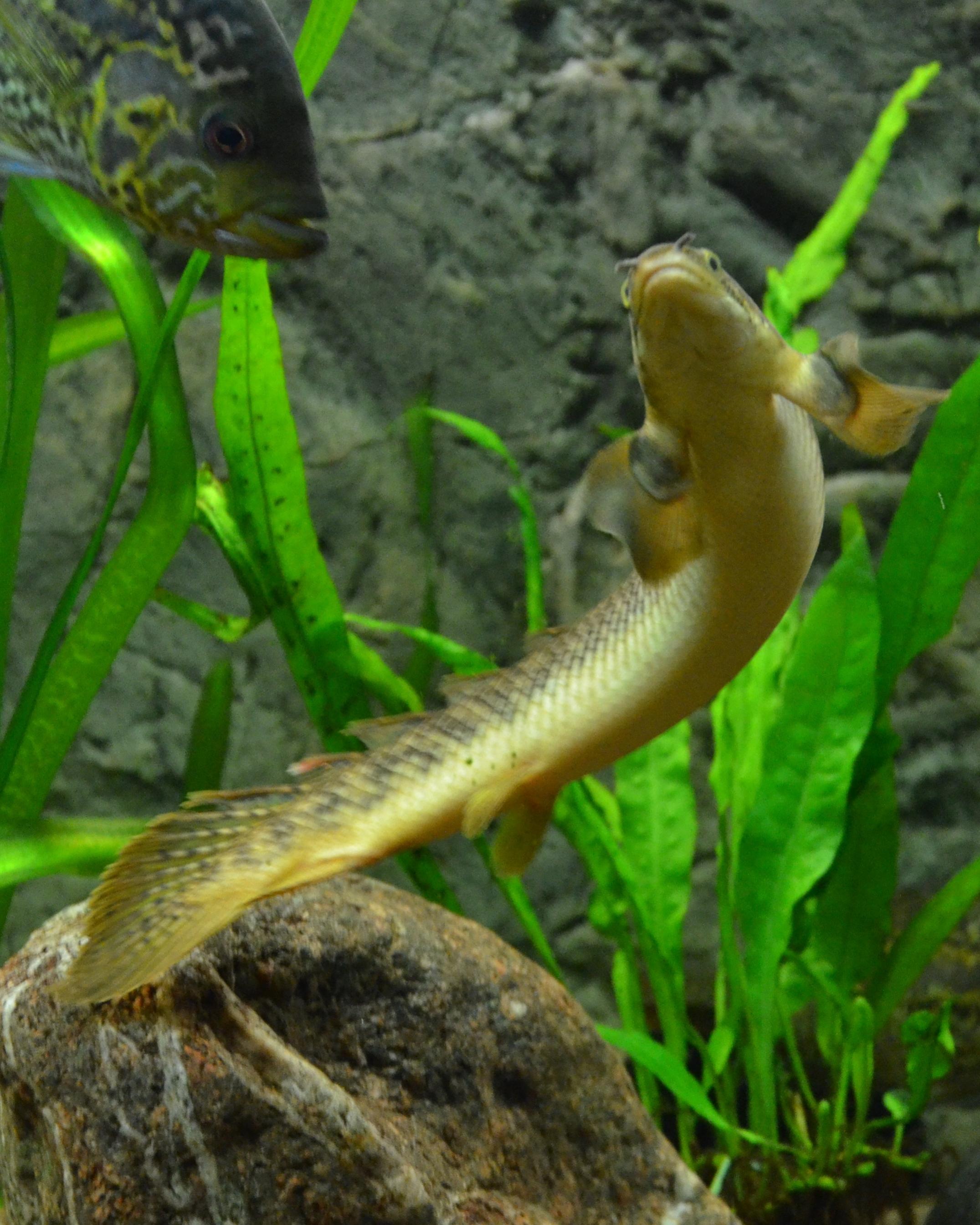 Polypterus palmas polli.jpg