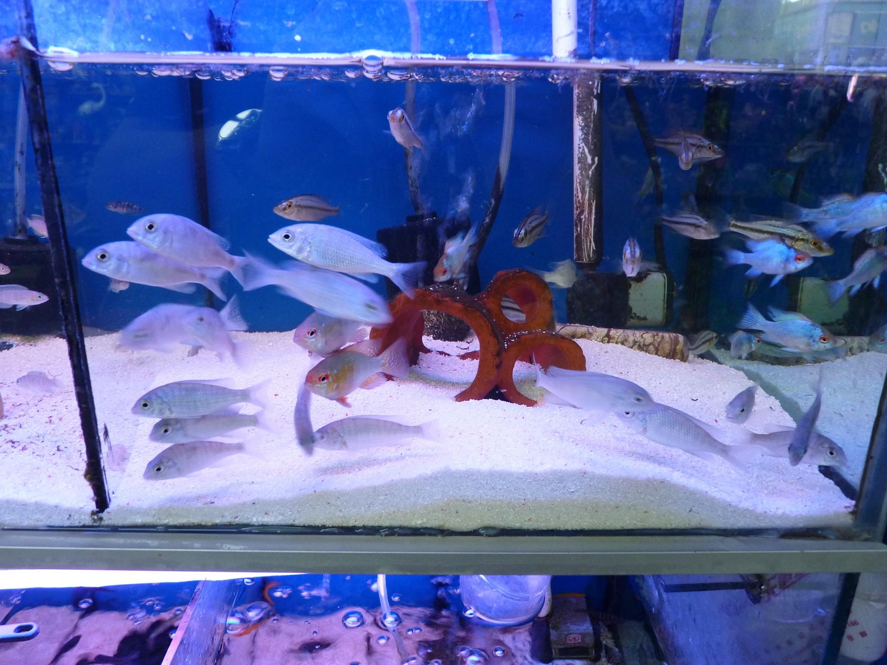 P1130421.jpg