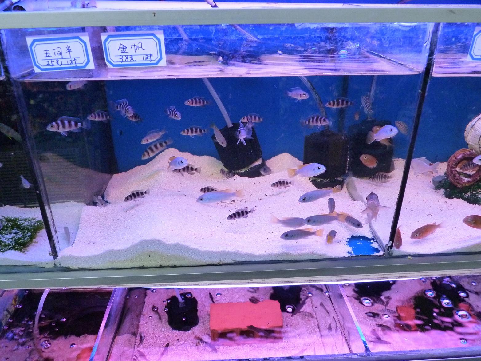 P1130419.jpg