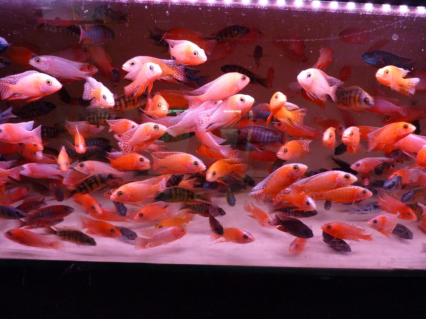 P1130477.jpg