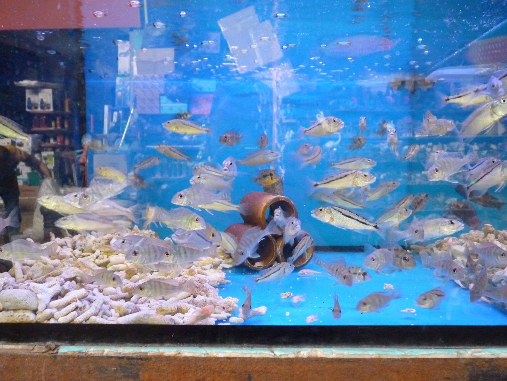 P1130414.jpg