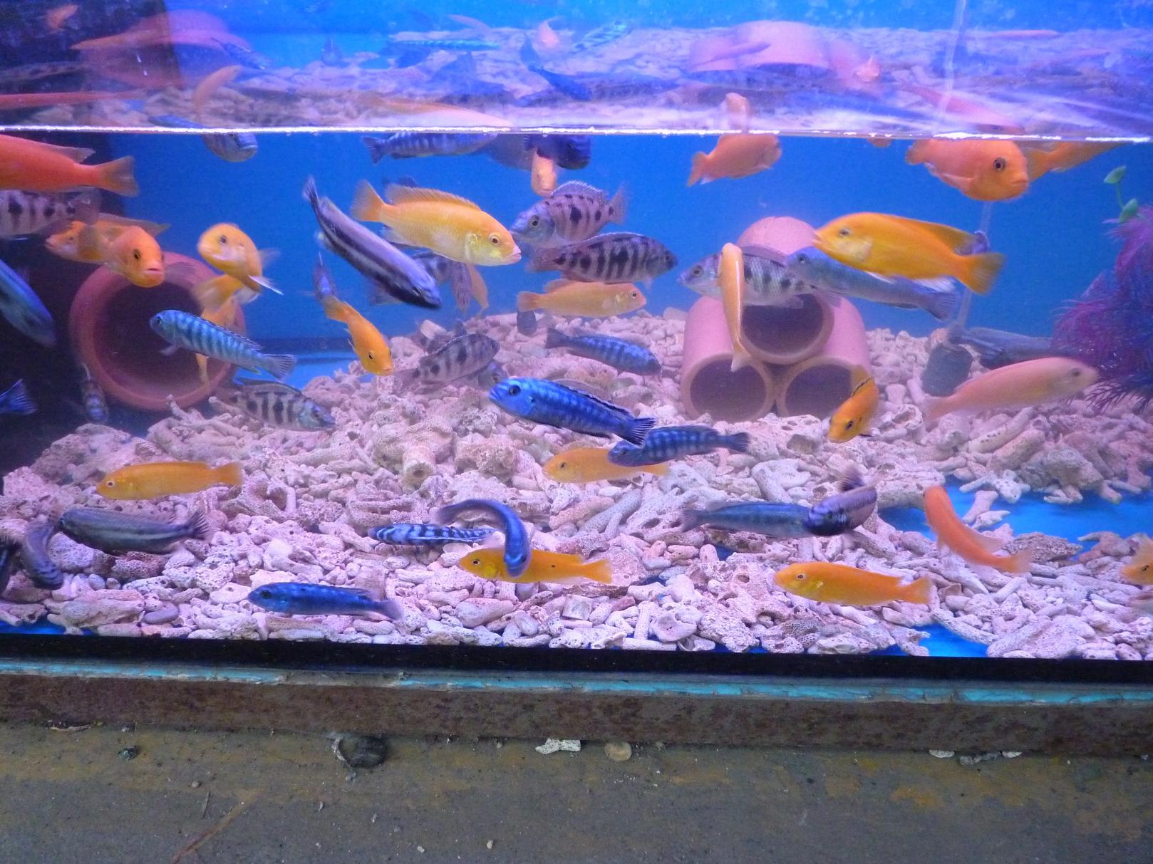 P1130416.jpg