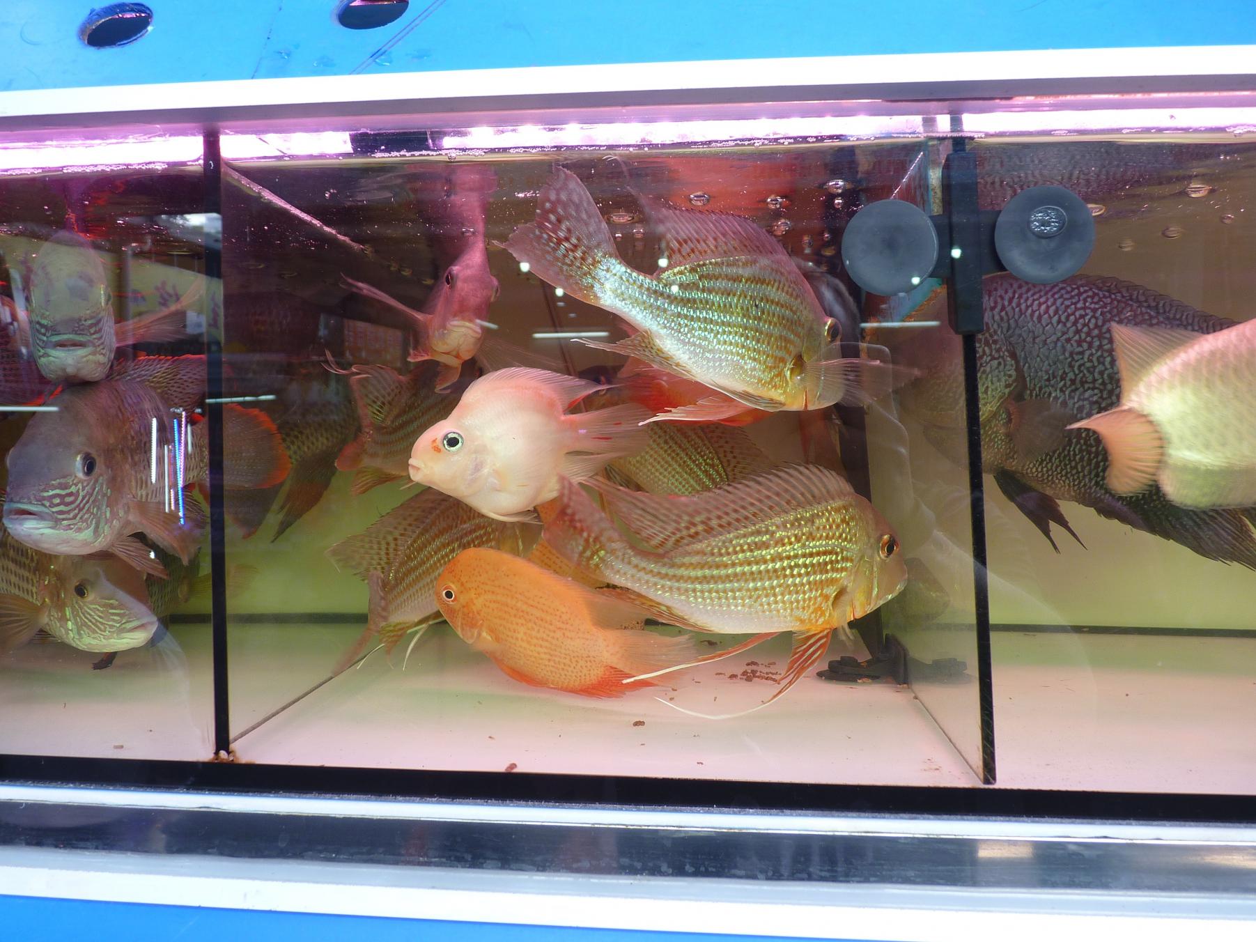 P1130494.jpg