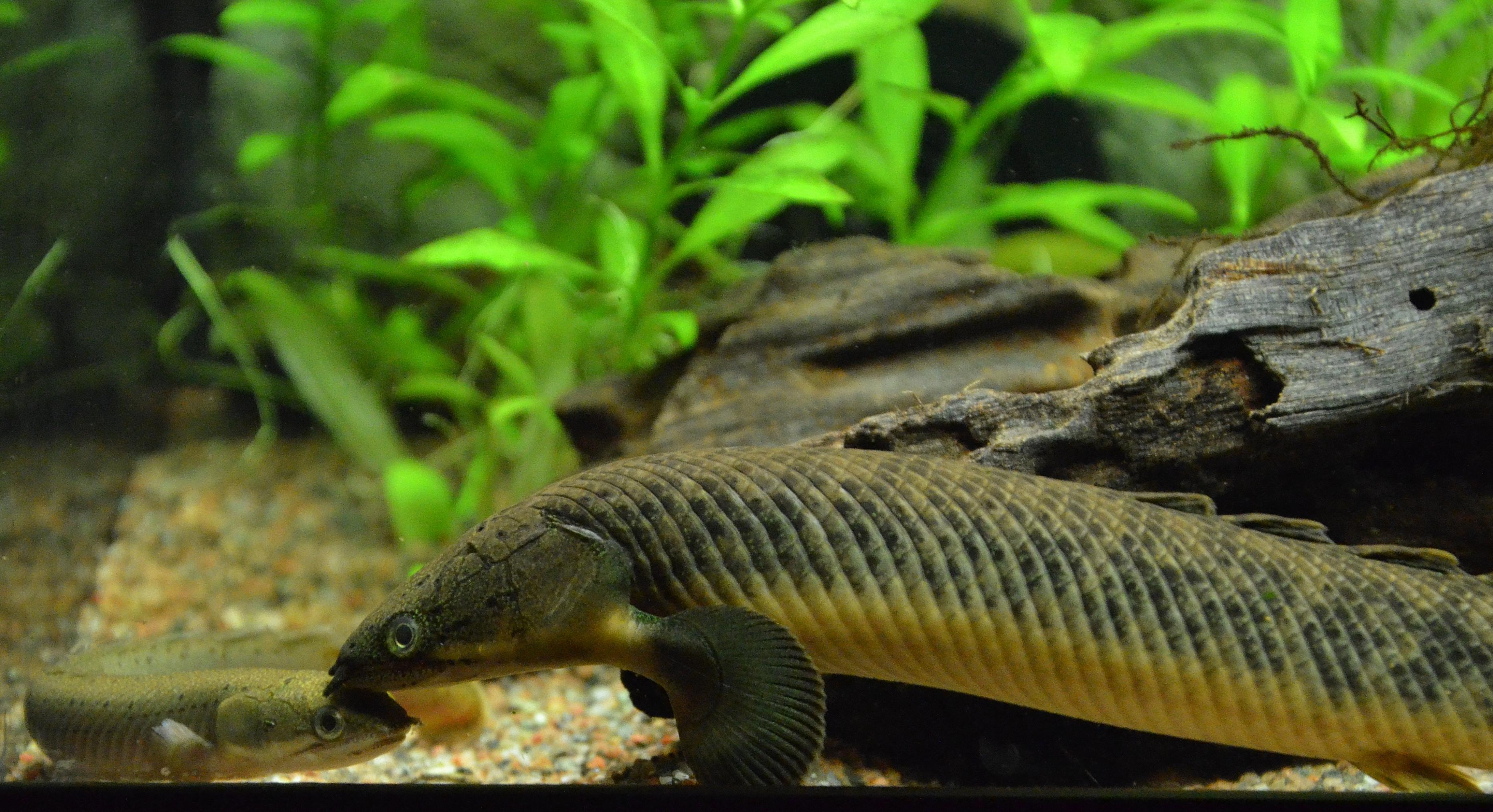 P. senegalus P. palmas polli.jpg