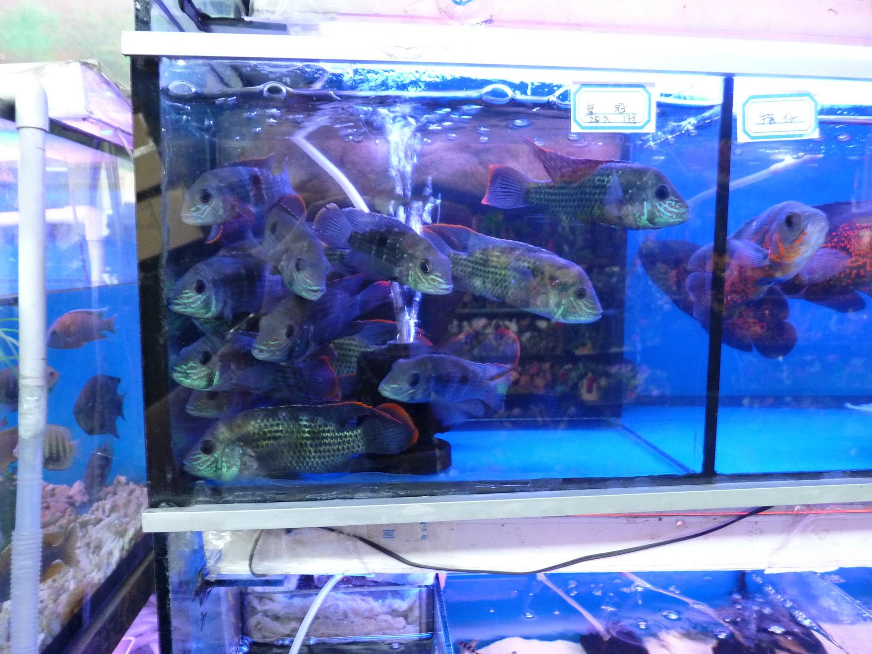 P1130417.jpg
