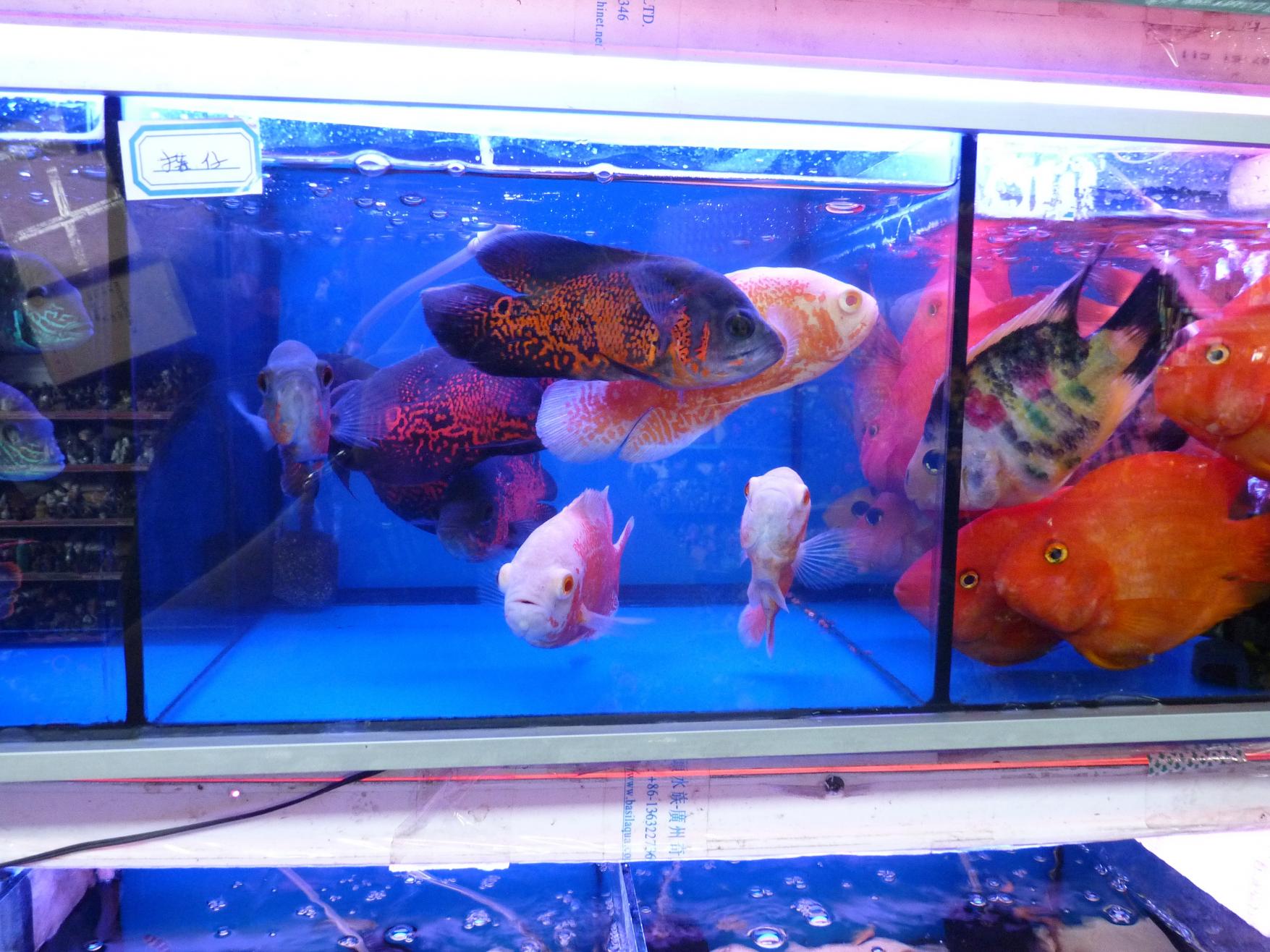 P1130418.jpg