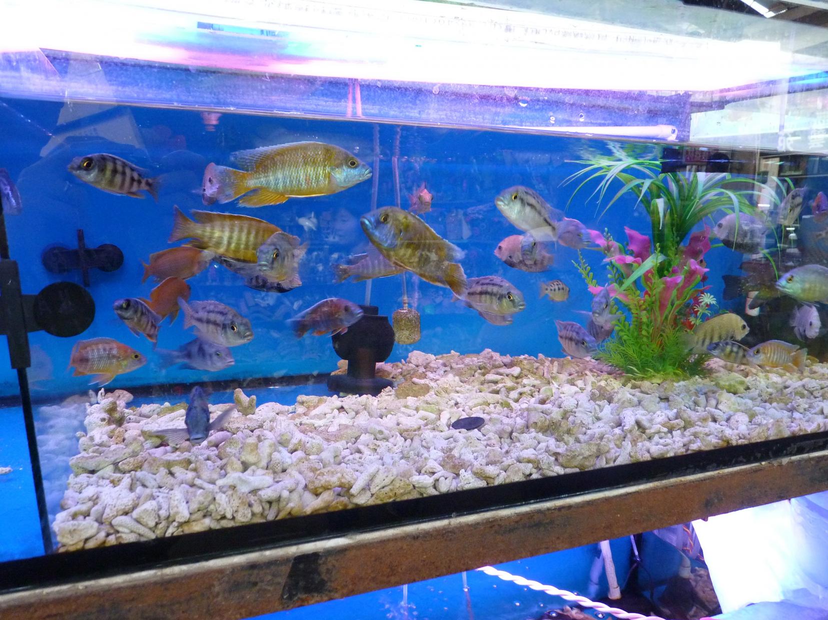 P1130413.jpg