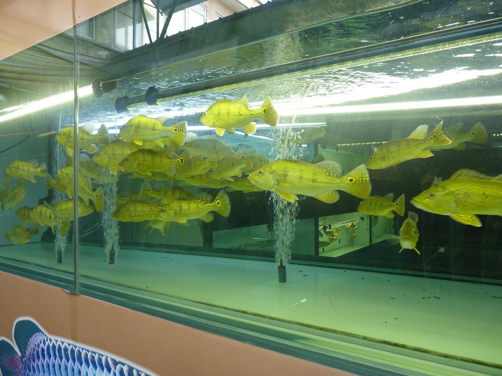 P1130435.jpg