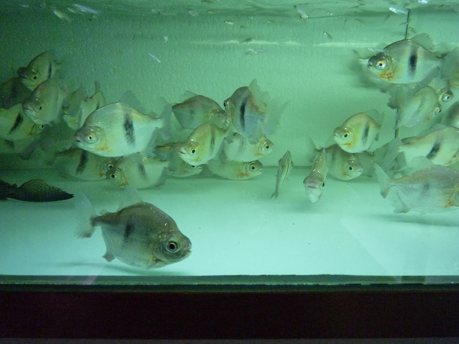 P1130449.jpg