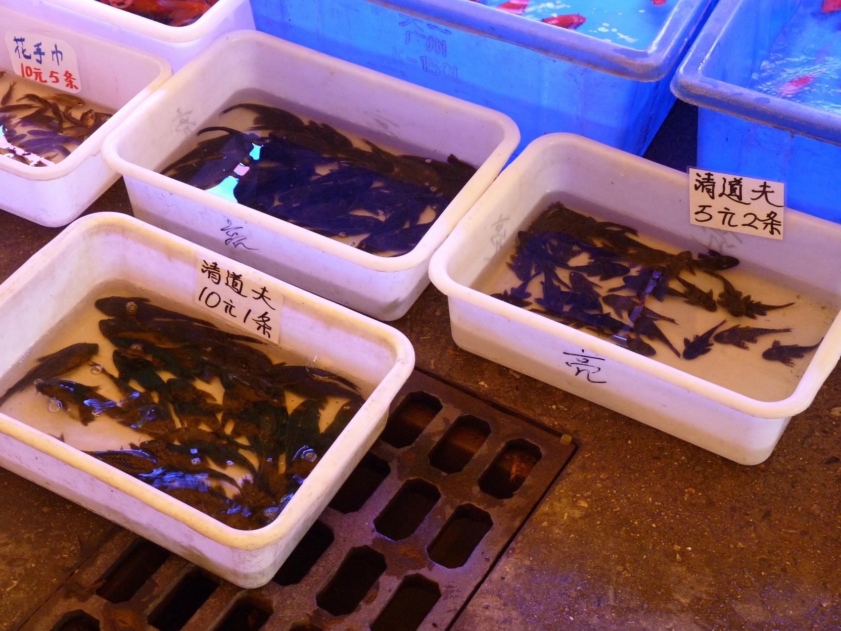 P1130523.jpg