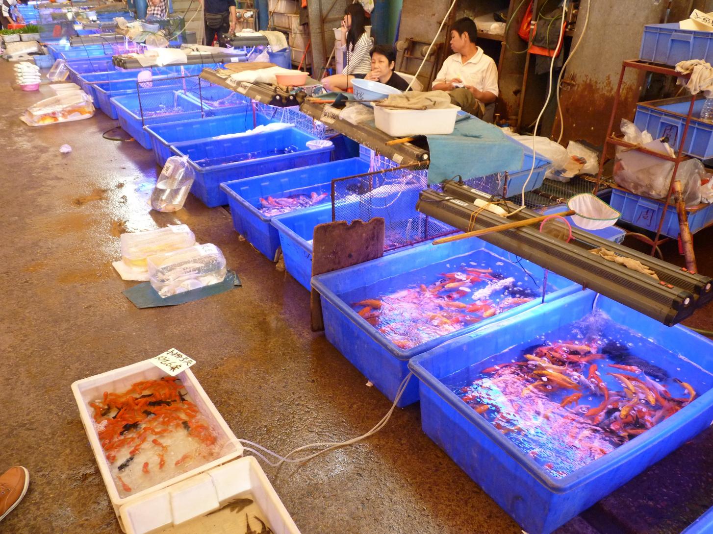 P1130524.jpg