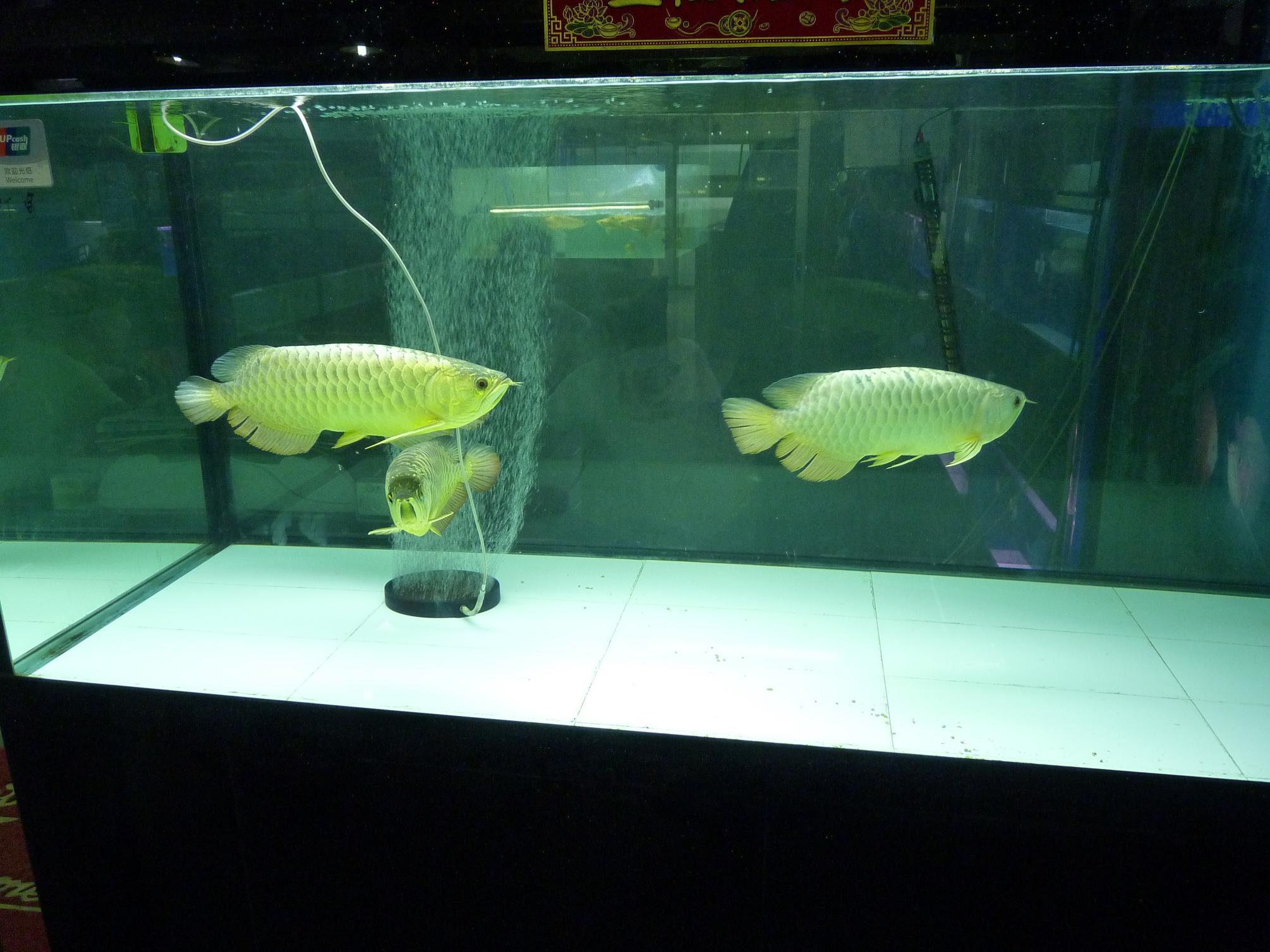 P1130443.jpg