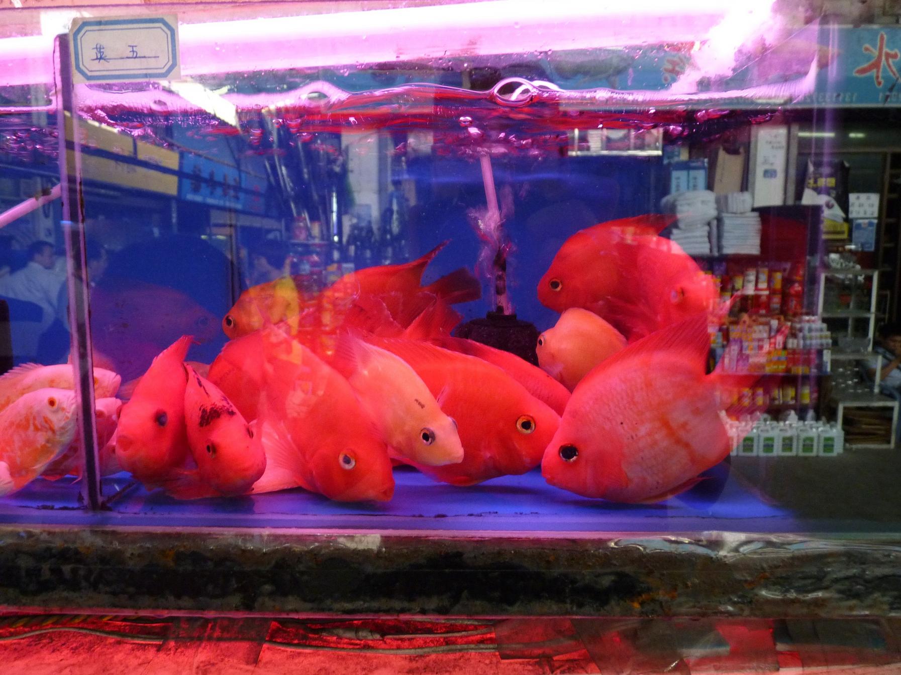 P1130426.jpg