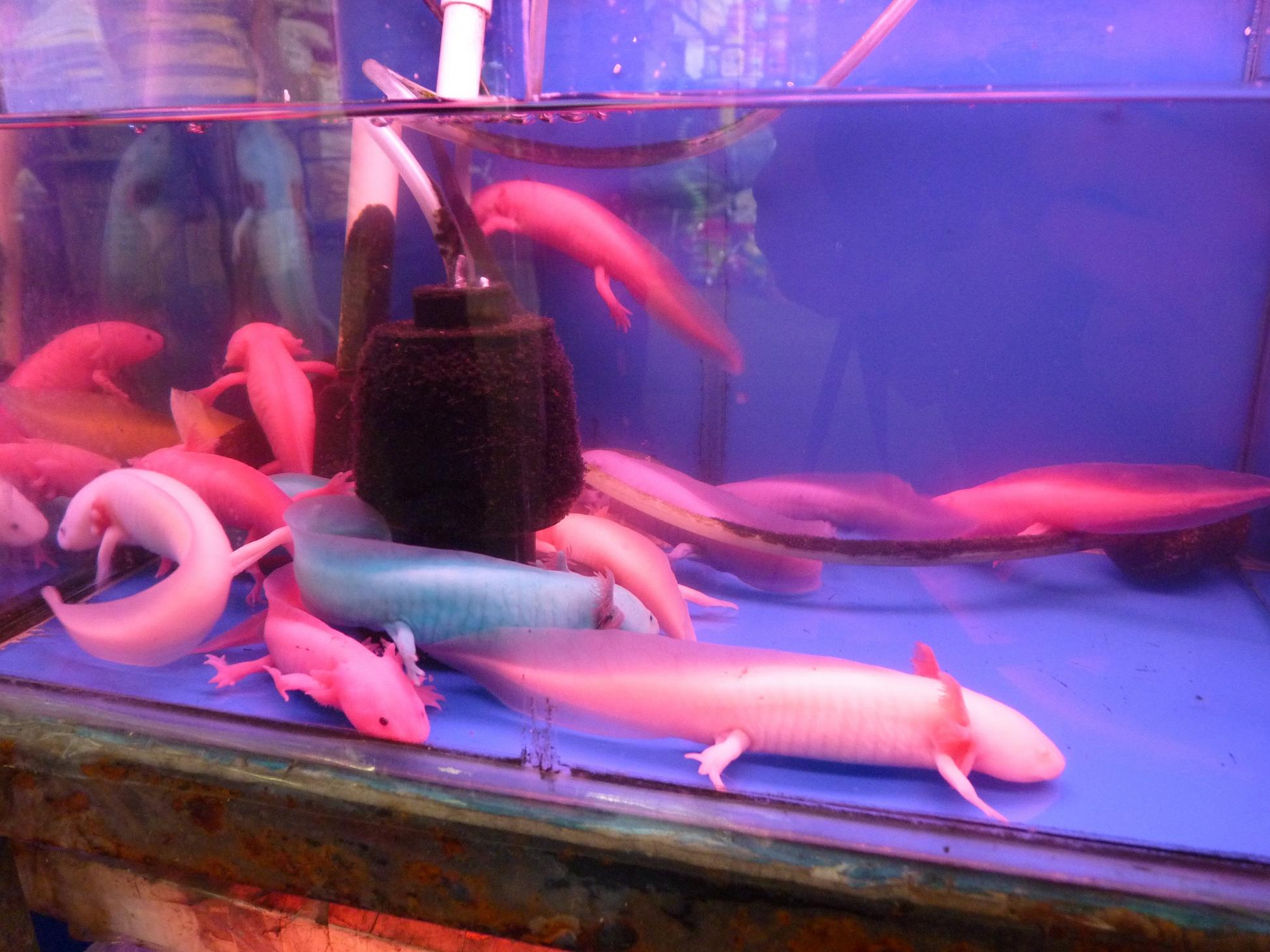 P1130431.jpg