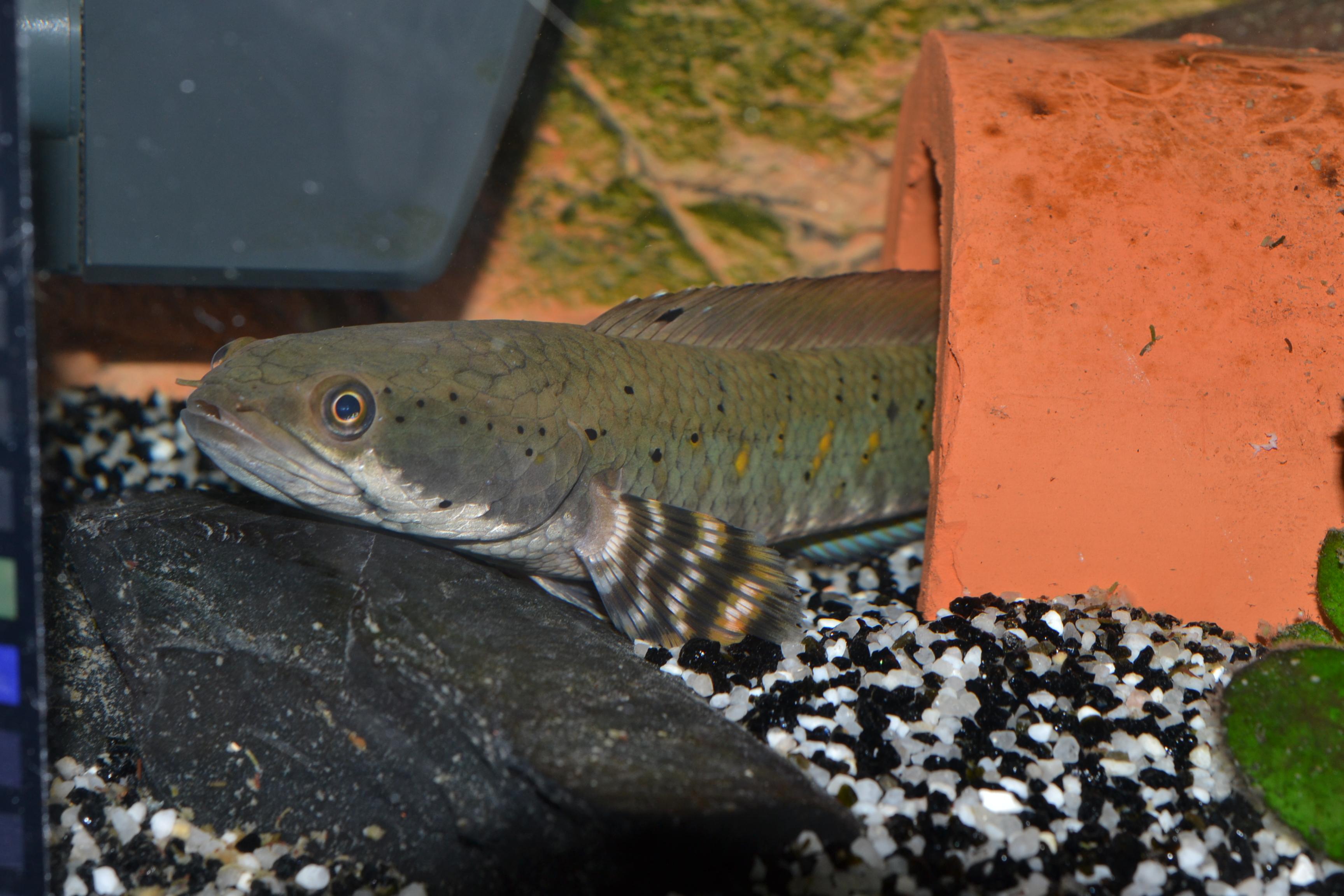 Channa Pulchra.jpg