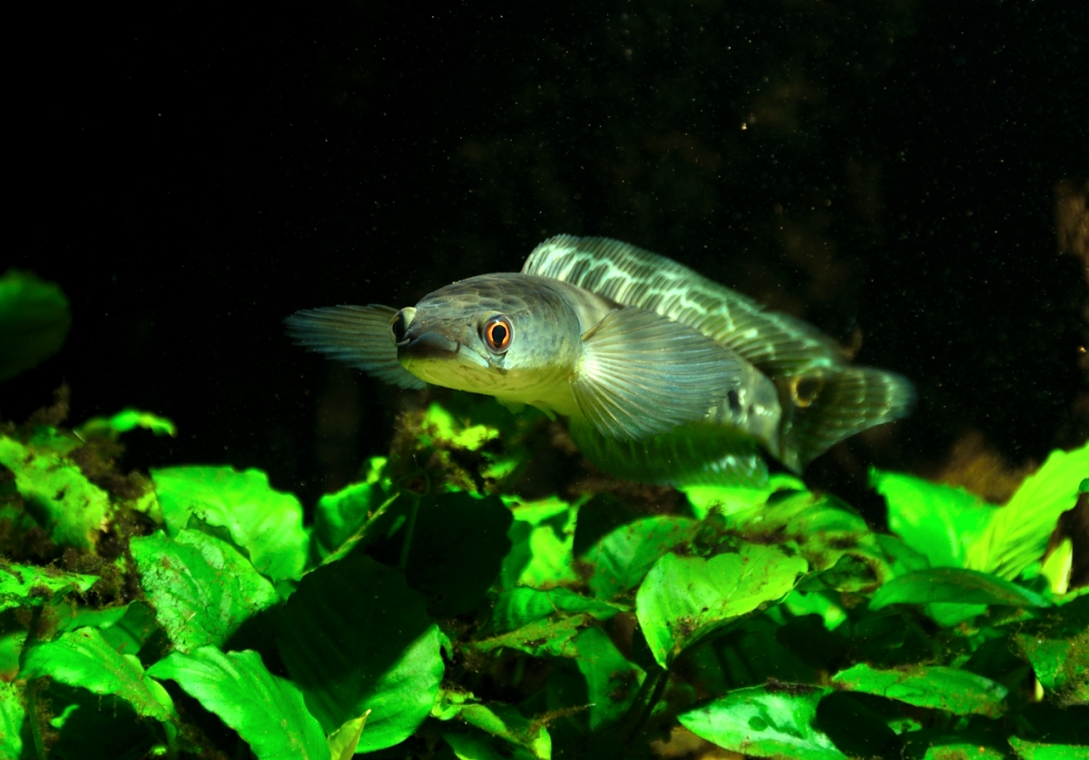marulioides1001.JPG