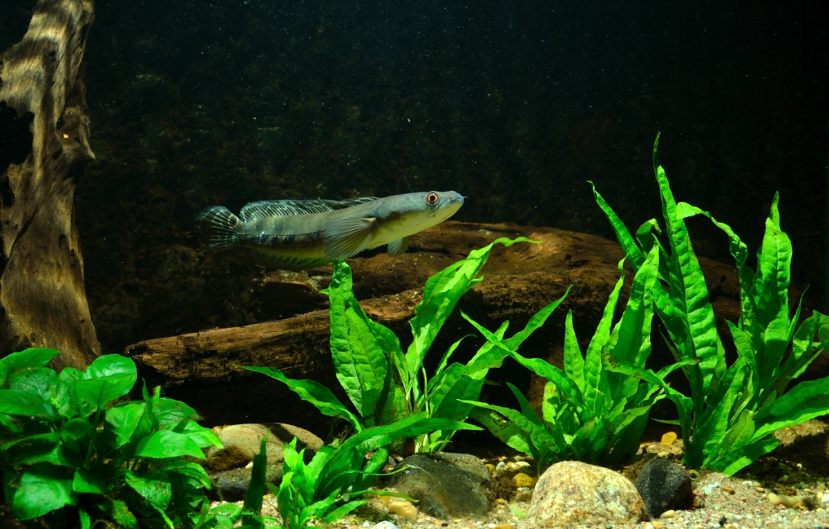 marulioides1002.JPG