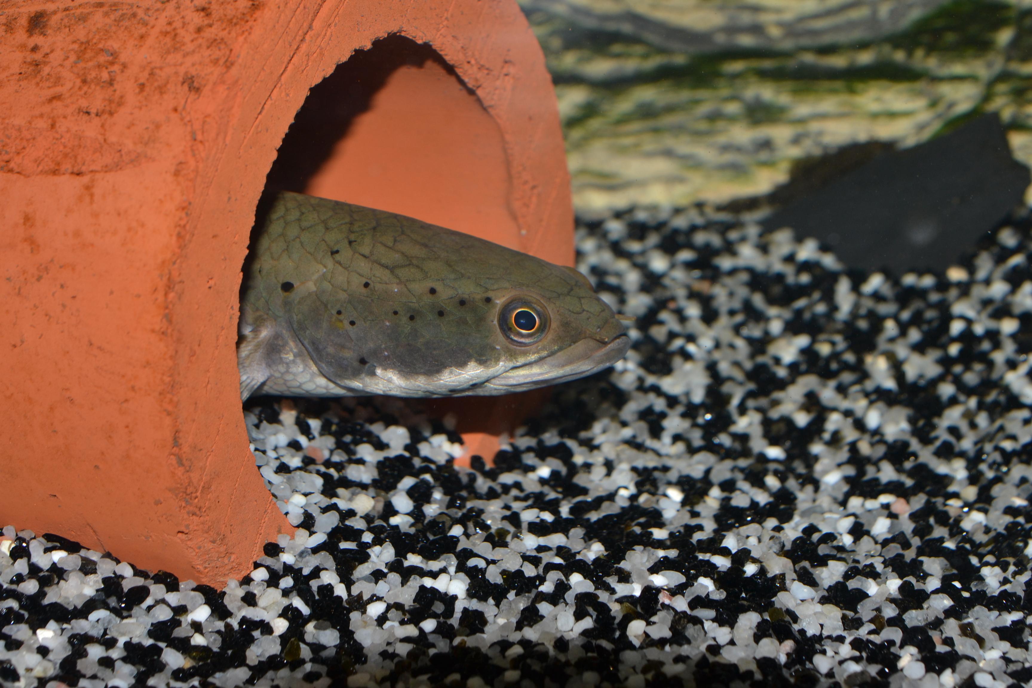 Channa Pulchra (2).jpg