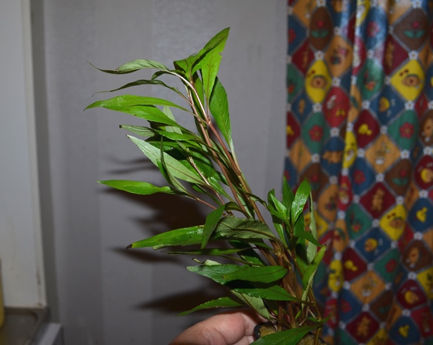 DSC_1555.JPG
