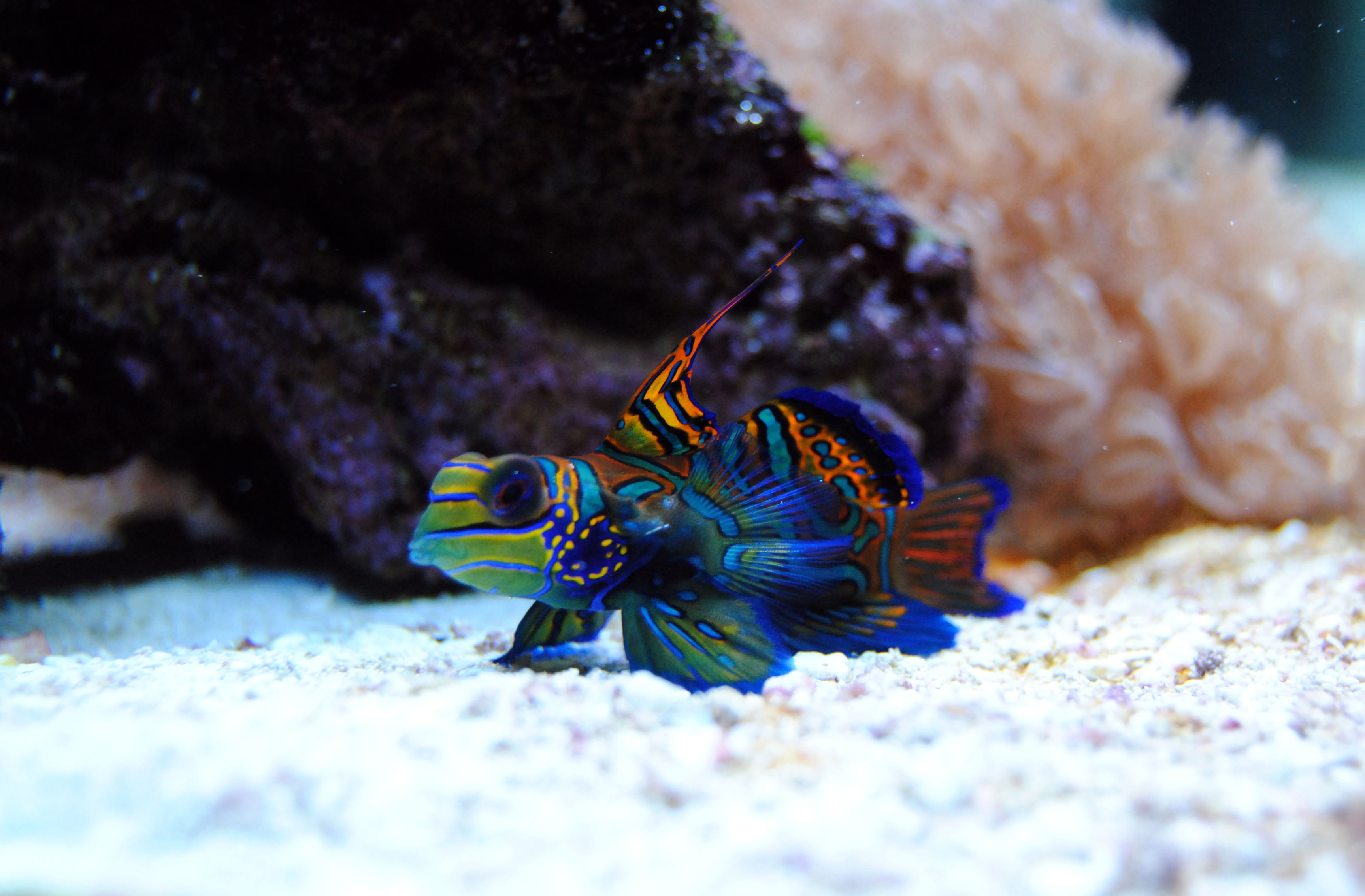 DSC_0313.jpg