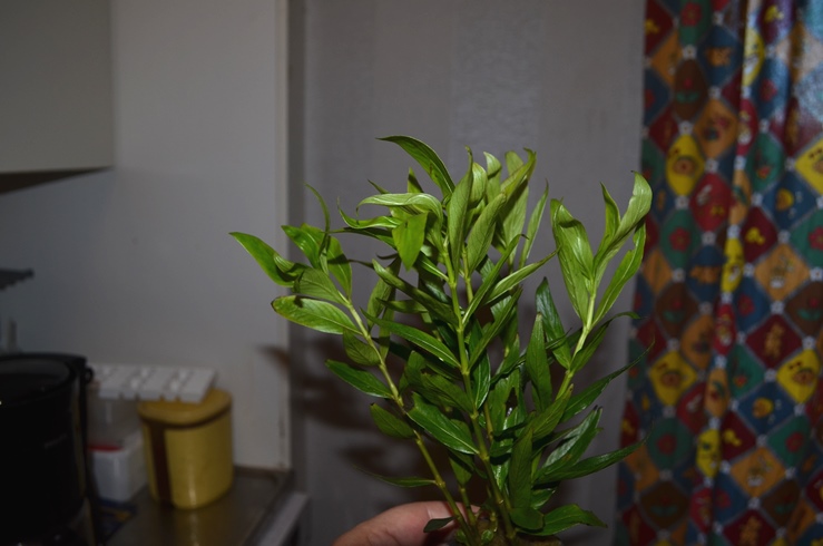 DSC_1556.JPG