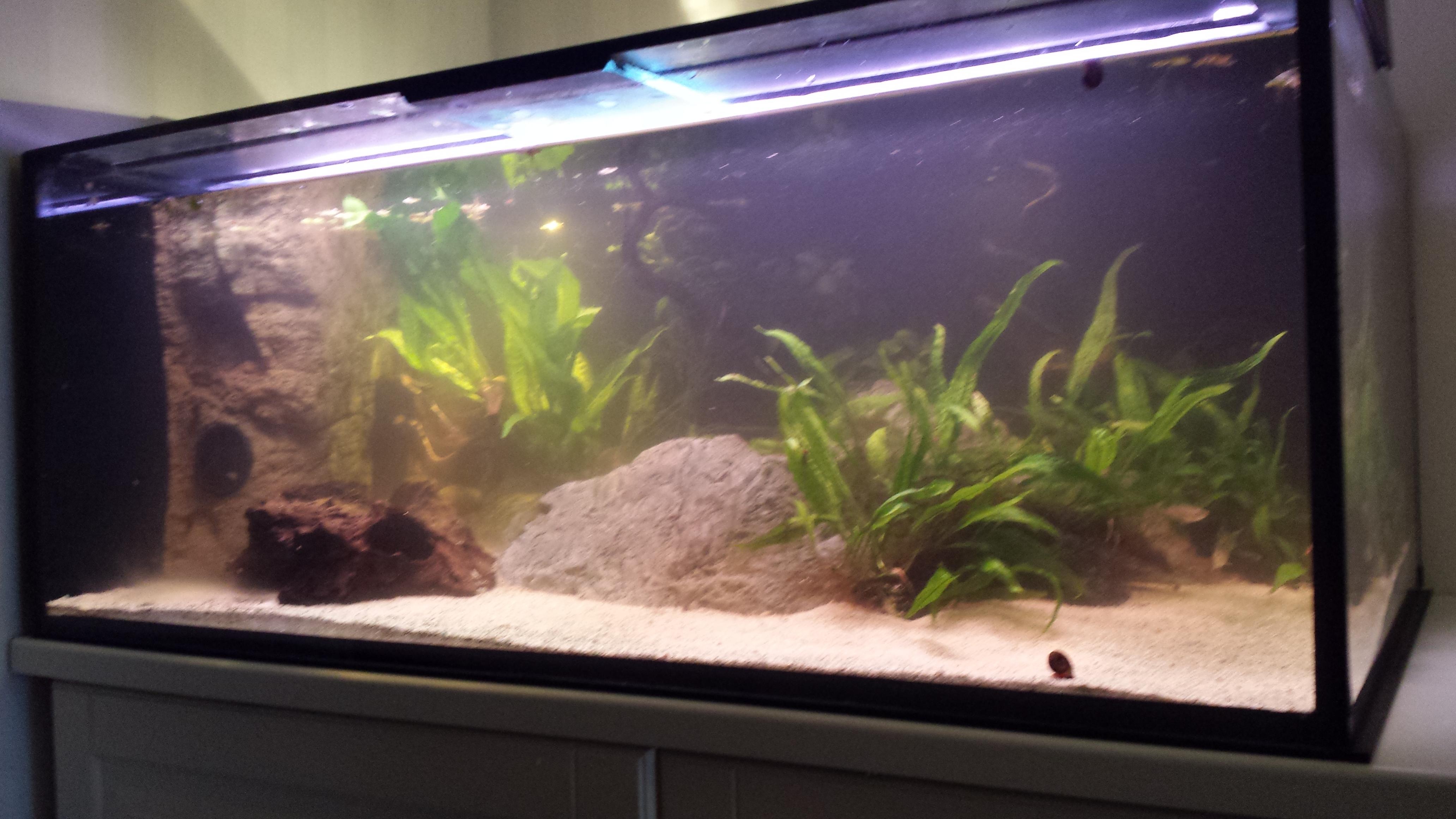 250L channa.jpg
