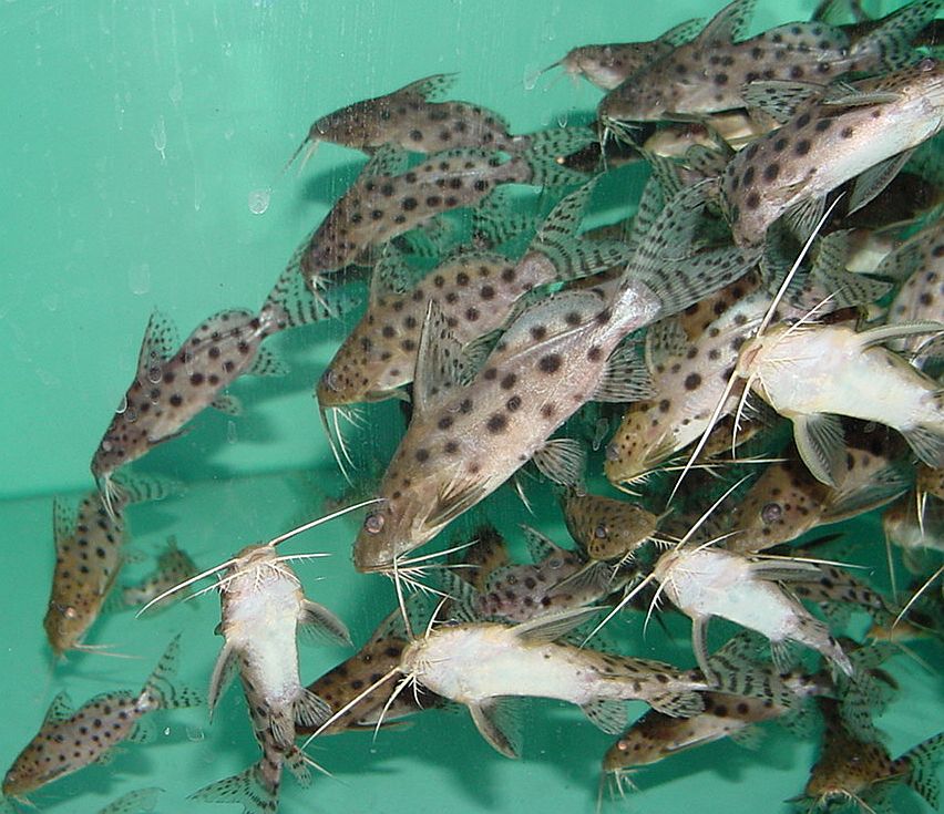 Synodontis-ocellifer-group.jpg