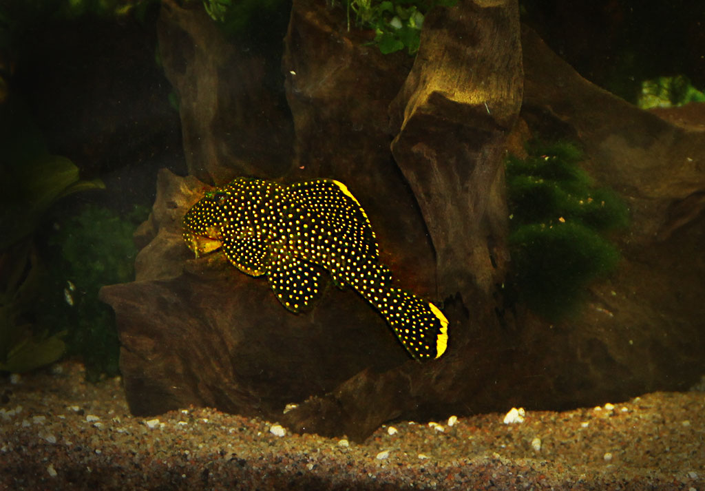 Golden-Nugget.jpg