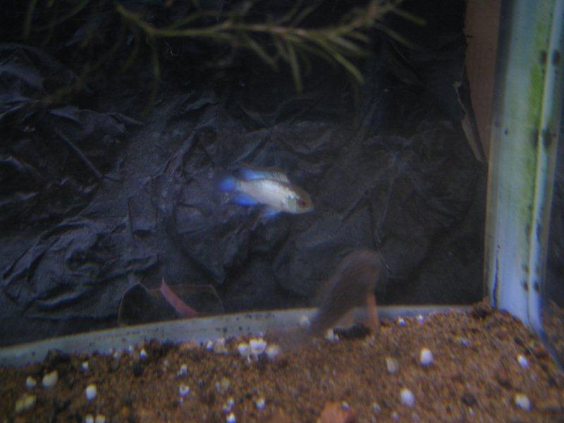 nannacara spec neon.jpg