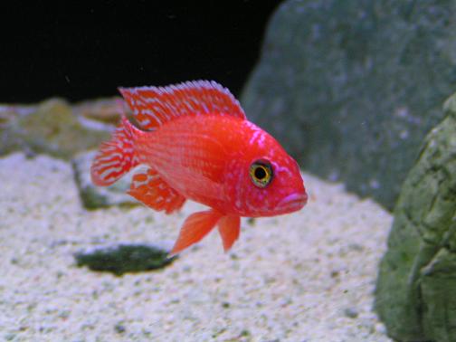 firefish.JPG