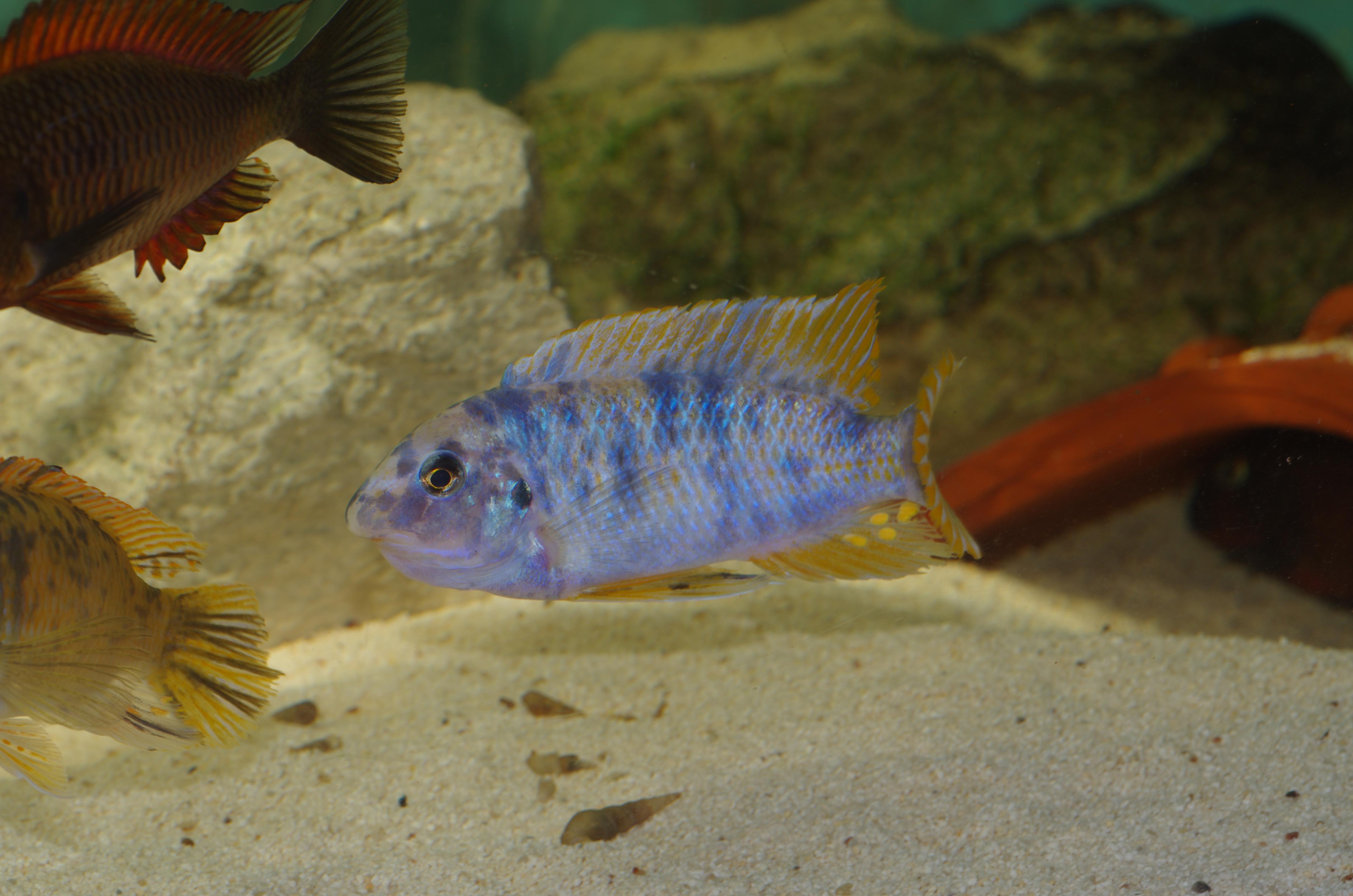 fiskar fullborni mbenji 101.jpg